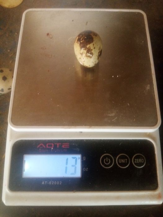 Перепелиные яйца, инкубационные.