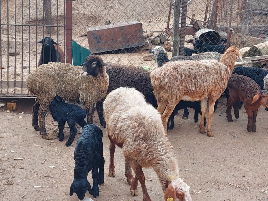 Жас ірі денелі қозылы қойлар сатылады