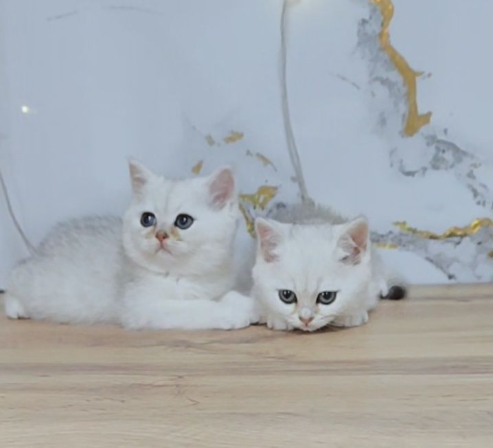 Котята Шиншиллы Серебро