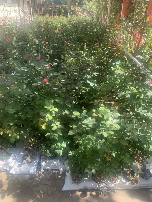 атиргул кучатлар сотилади келишилган нархларда