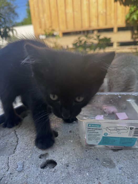 Котята 1 месяц в добрые руки