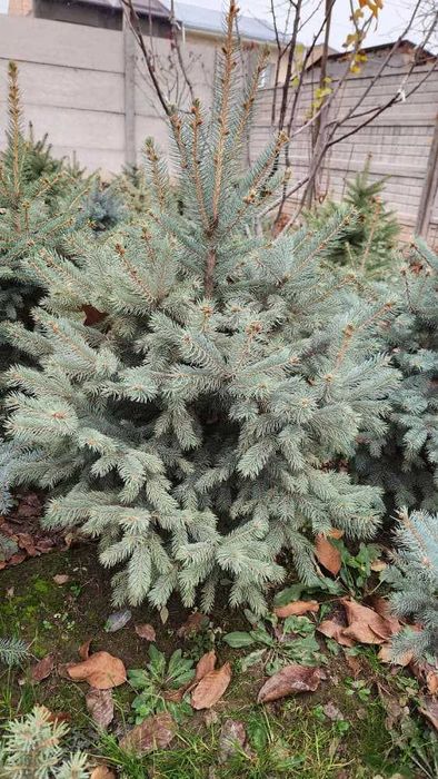 Голубую ель нужно пересаживать Зимой а не Весной