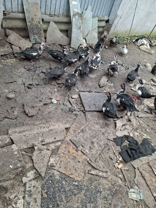 Rate leșești de vânzare