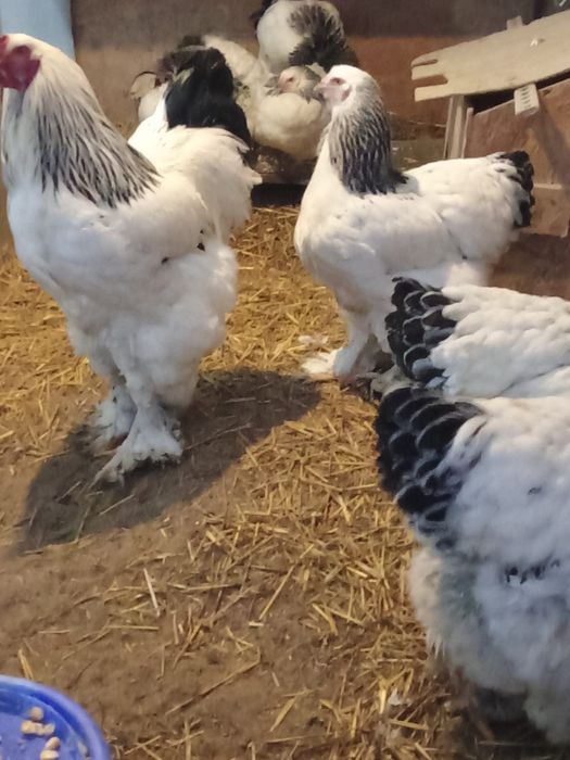 Oua gaini brahma herminat deschis