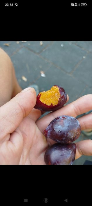 Резници ( калеми )