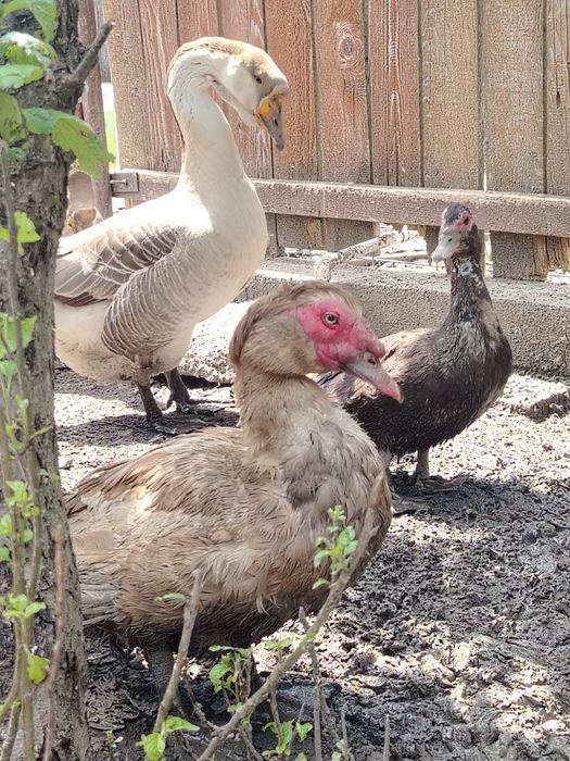 Gâște lesesti, pui austrolop, rate lesesti