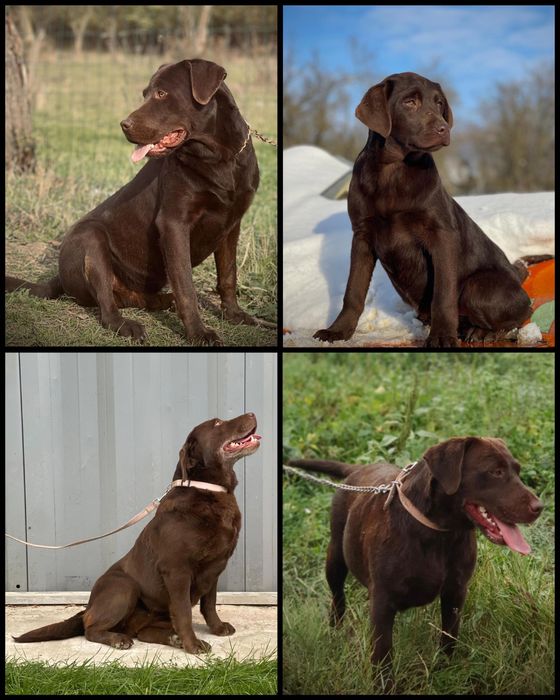 Câini labrador ciocolatiu / Canisa
