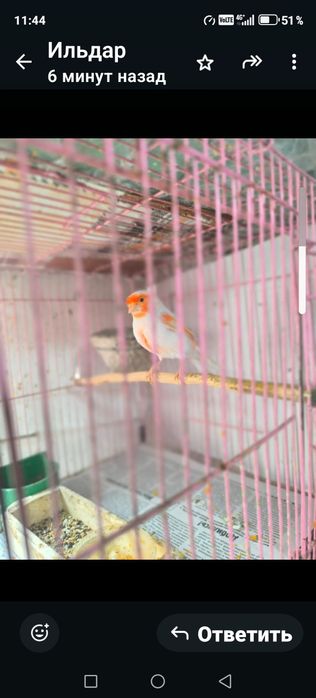 Продам птицу певчую