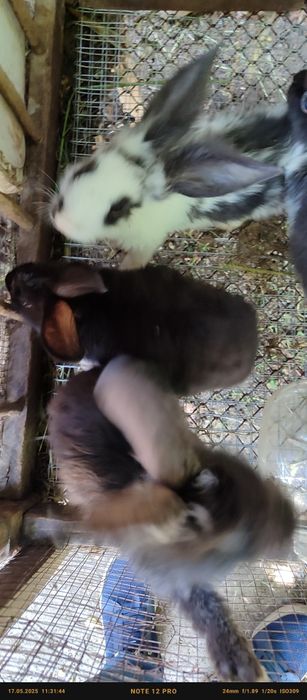 Кролики породы львиноголовые