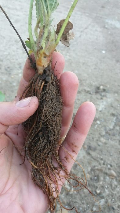 Comercializam stoloni capsuni , soiuri remontante Albion , Elsanta