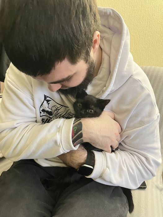 Котенок шотландец