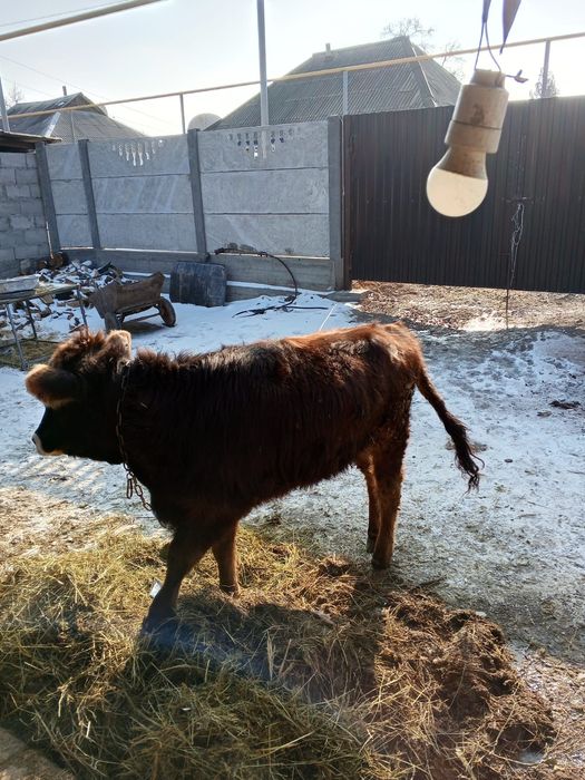 Продам тёлочку 9 мес.