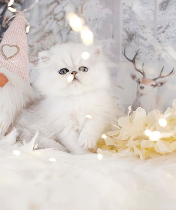 Persana chinchilla silver-shaded