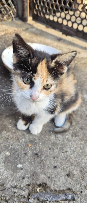 Pui de pisica pentru adoptie