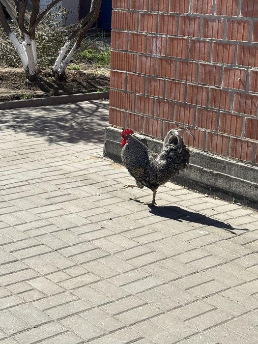 Продаю Петуха Плимутрок