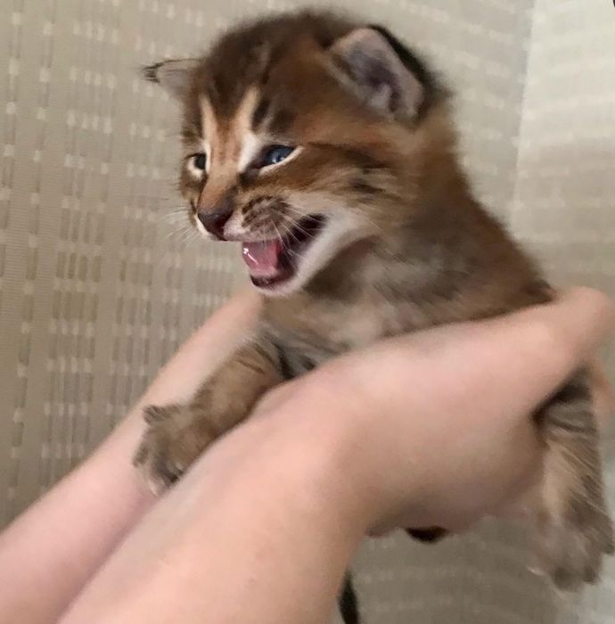 Самые ласковые кошки в мире