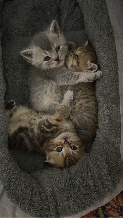 Котята шатландцы