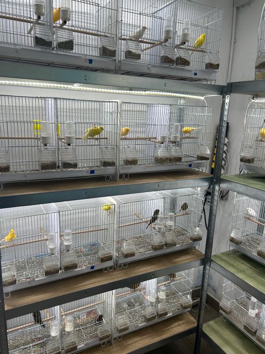 Canari Femele/Masculi