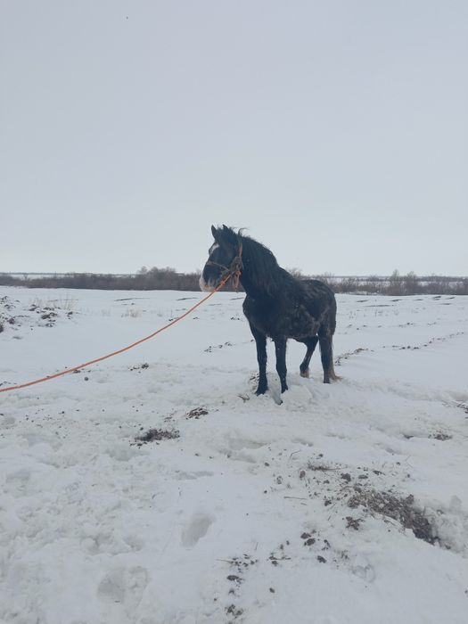 Жеребец 5 летка обучен верхавои езде откормлень