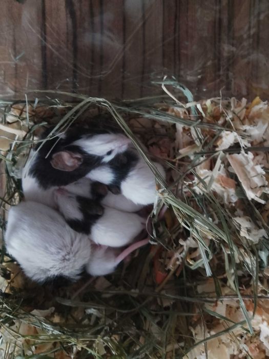 Китайски мишки панда