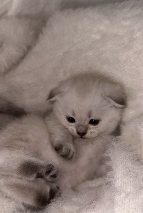 шотландский котенок