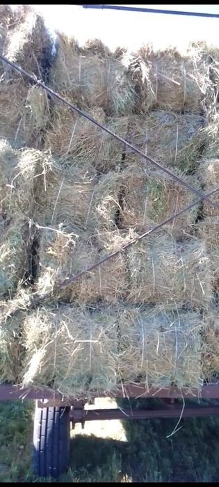 Продам сено тюки 18-22 кг