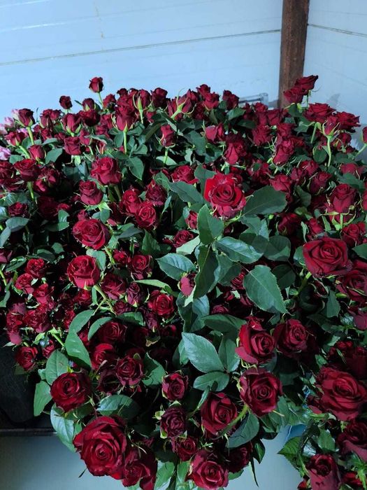 Розы по Акции на 8 марта