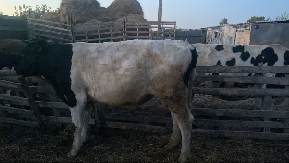 Продам 2 коровы 2телку 2 бычка