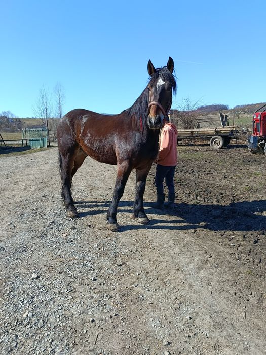 Vând cal de 5 ani cu acte