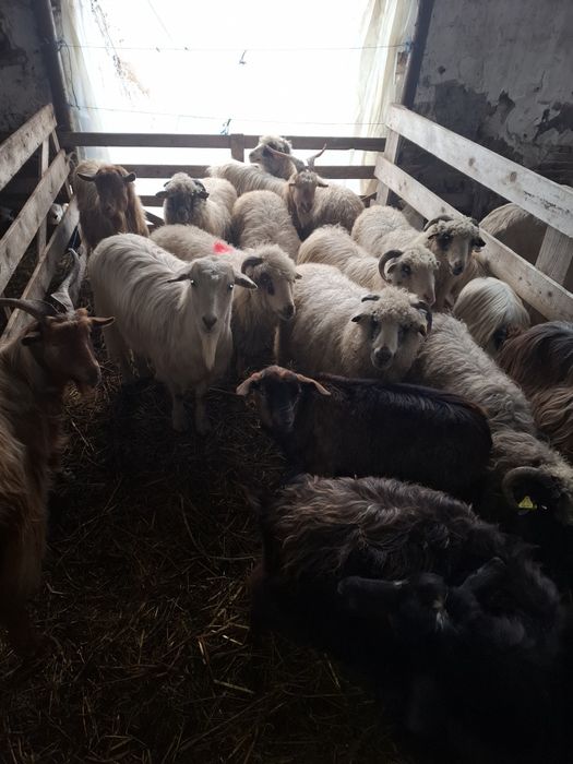 Vand  țapi castrați si 10 oi Leordeni Argeș