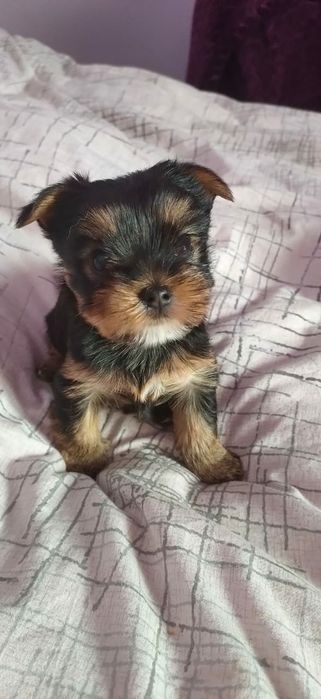 Продам щенков йорка