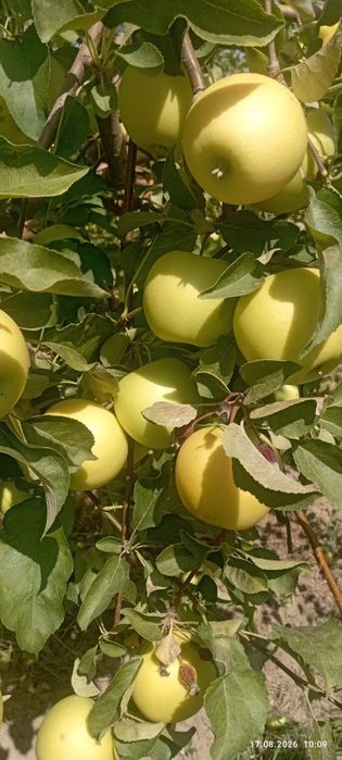 Продам яблоки с сада