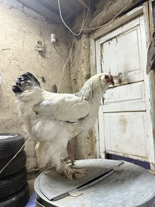 брама сатылады..