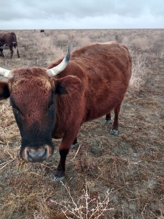 ұрғашы сиыр