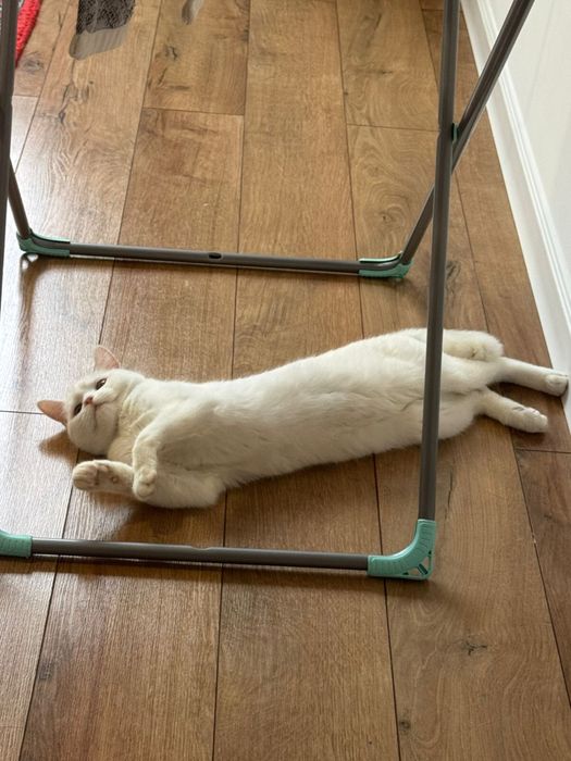 Отдам котенка, девочка