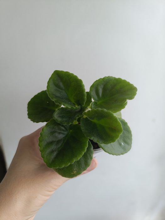 Стартеры и детки сортовых фиалок