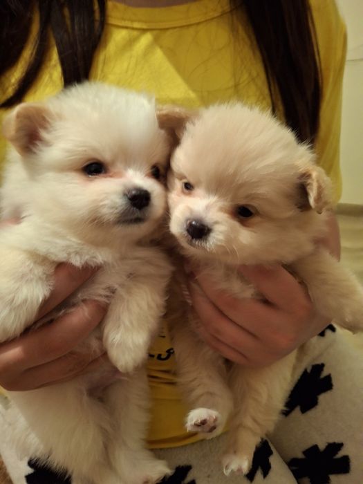 Померани с паспорт и ваксини