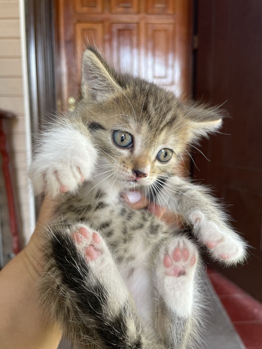 Отдам котят в добрые руки