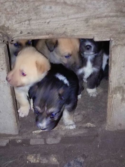 Отдам в добрые руки щенков