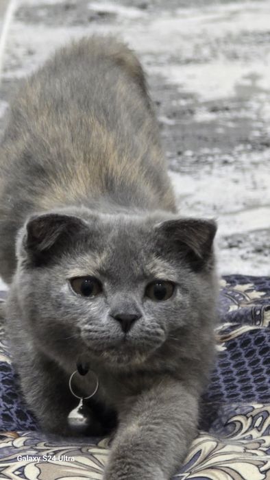 Продаётся скотч страйт