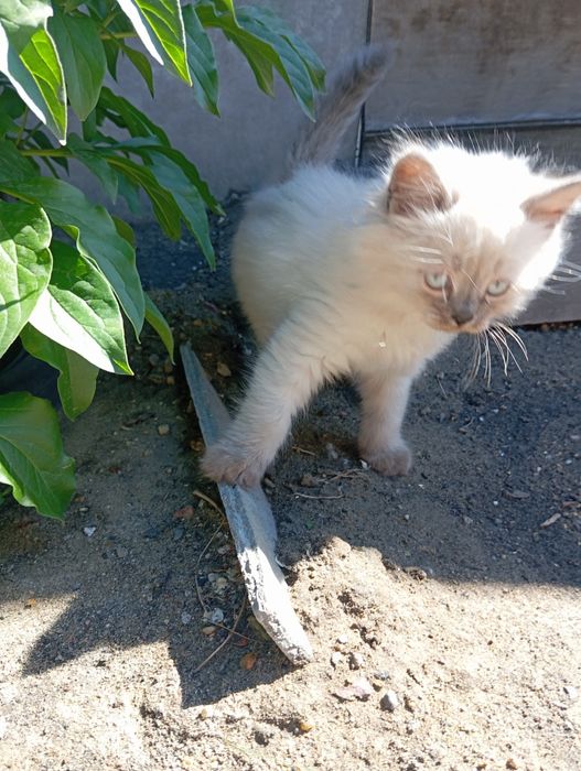 Котята от кошки-мышеловки