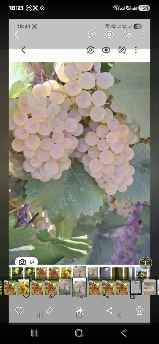 Vând struguri de vin productie 2026