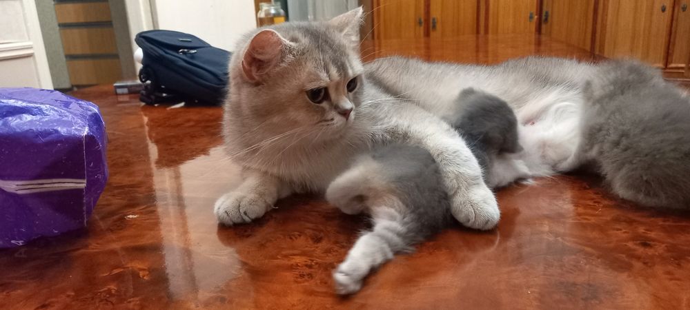 Продается котенок шиншила серебро