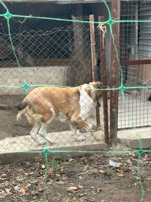 Тобет породистый