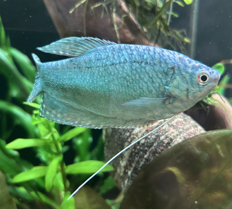 Аквариумные рыбки Гурами.