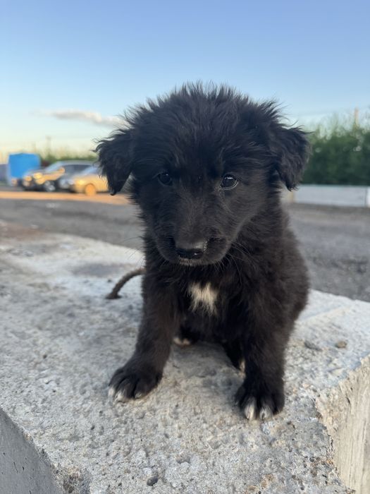 Щенки дворняшки бесплатно