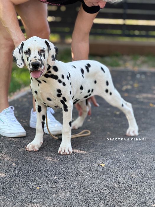 Dalmatian rasă pură cu pedigree