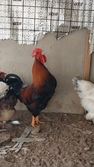 Dushda sikish haqida porno video