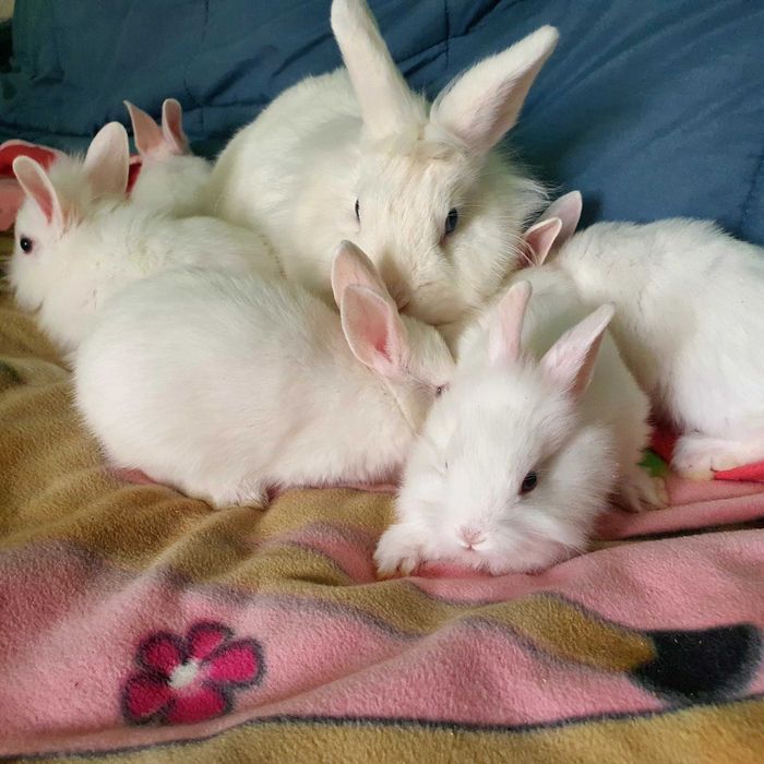 Декоративни зайчета