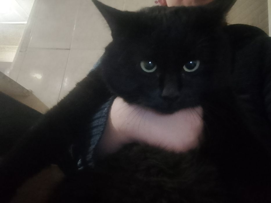 Отдам в добрые руки кота